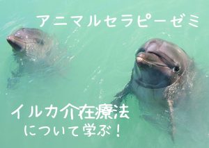 【社会福祉科】アニマルセラピーゼミ｜イルカ介在療法について学ぶ✨